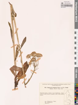 MAG 0018531
