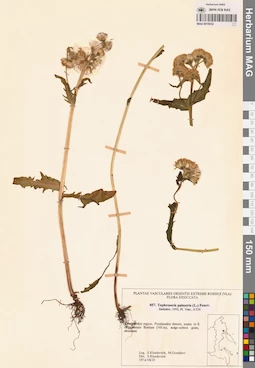 MAG 0018532