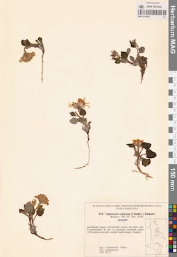 MAG 0018533