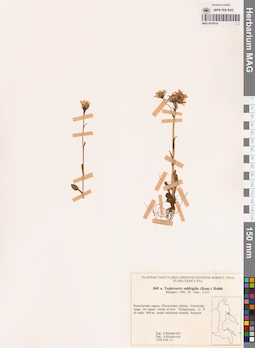 MAG 0018534
