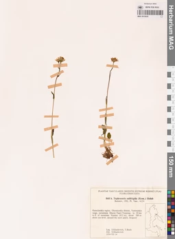 MAG 0018535