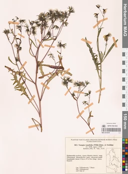 MAG 0018538