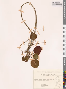 MAG 0018539