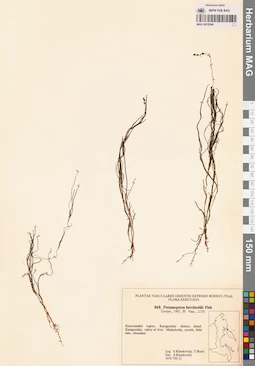 MAG 0018544