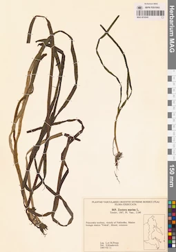 MAG 0018545