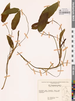 MAG 0018546