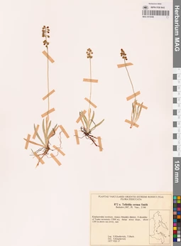 MAG 0018548