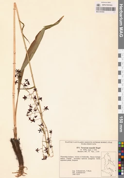 MAG 0018554