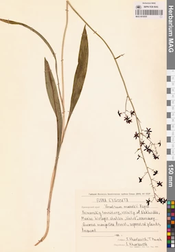 MAG 0018555