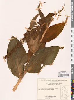 MAG 0018556