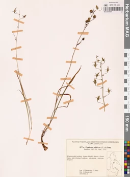 MAG 0018557