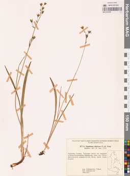 MAG 0018558