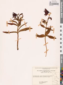 MAG 0018559
