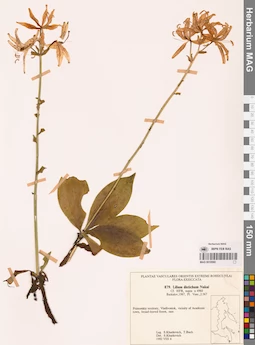 MAG 0018560