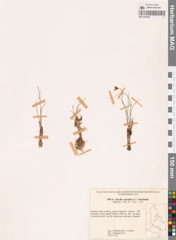MAG 0018562