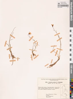MAG 0018563