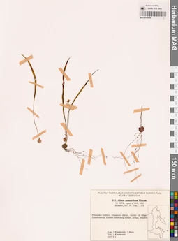 MAG 0018564