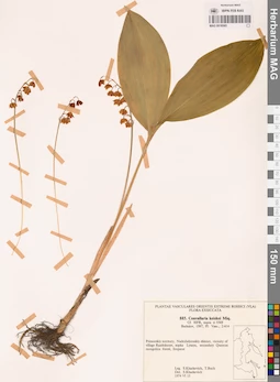 MAG 0018565