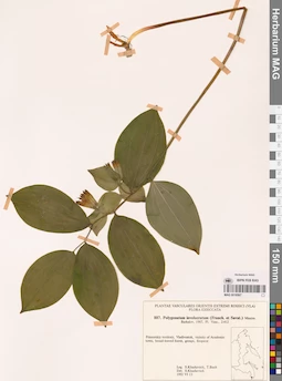 MAG 0018567