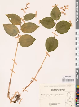 MAG 0018568
