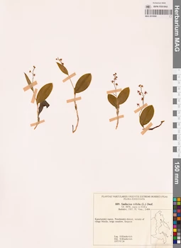 MAG 0018569