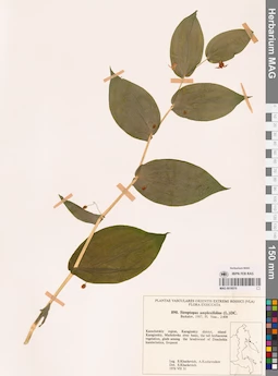 MAG 0018570