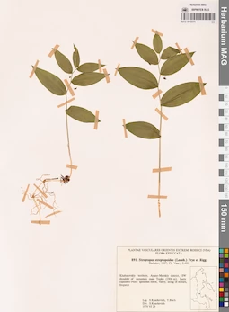 MAG 0018571