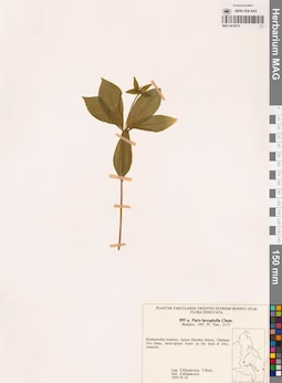 MAG 0018575