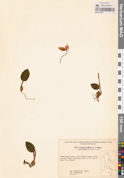 MAG 0018576