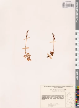 MAG 0018579
