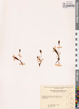 MAG 0018581