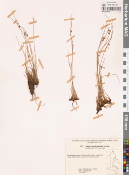 MAG 0018590
