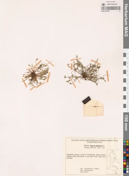 MAG 0018591