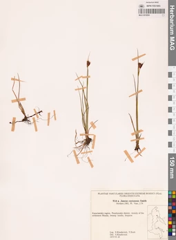 MAG 0018593