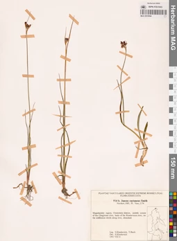 MAG 0018594