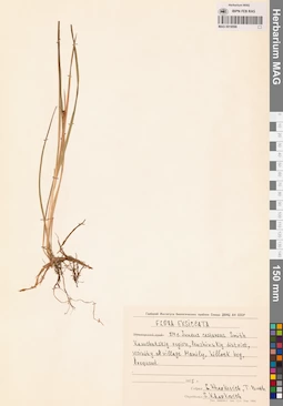 MAG 0018596