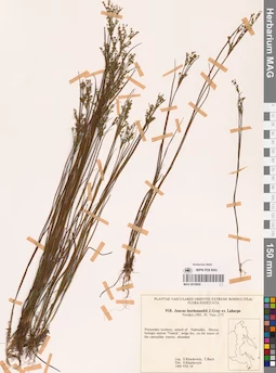 MAG 0018600