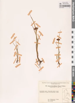 MAG 0018601