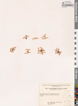 MAG 0018602