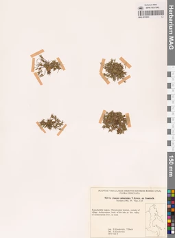 MAG 0018603
