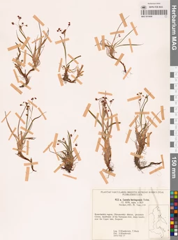 MAG 0018606