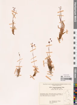 MAG 0018607