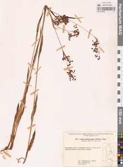 MAG 0018609