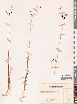 MAG 0018619