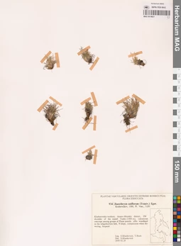MAG 0018621