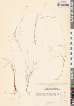 MAG 0018625
