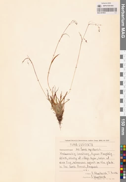 MAG 0018632