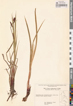MAG 0018636
