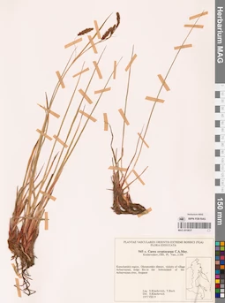 MAG 0018637