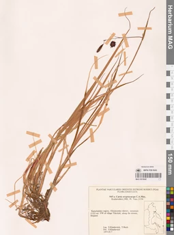 MAG 0018640